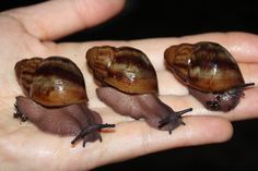 three snails are sitting on the palm of someone's hand while they are brown