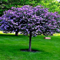 a tree with purple flowers is in the grass