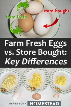 farm fresh eggs vs store bought key differences