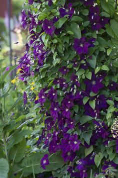 purple flowers growing on the side of a building