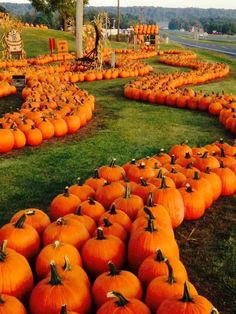 many pumpkins are arranged in the shape of a heart