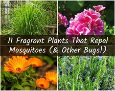 different plants that repel mosquitoes and other bugs