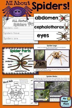 an orange poster with pictures of spider's and other things to see on it