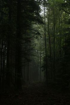 a dark forest filled with lots of trees