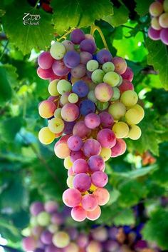 some grapes are hanging from the vine