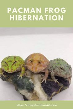 three frogs sitting on top of rocks with text overlay that reads, how to care for the pacific frog hibernation