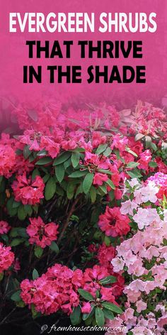 pink flowers with the words evergreen shrubs that thrve in the shade