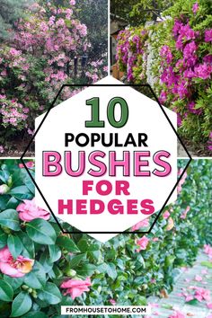 Flowering Hedge Plants: 10 of the Best Bushes For Hedges Easy Garden Ideas Landscaping, Flower Hedge, Hedge Plants