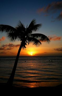 a palm tree is silhouetted against the setting sun on an ocean beach with surfers in the distance