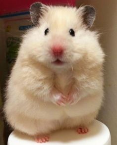 a hamster sitting on top of a toilet seat