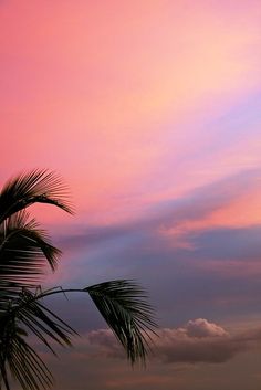 a palm tree is silhouetted against a pink and blue sky