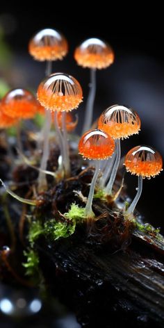 small orange mushrooms growing out of the ground