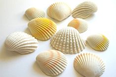 several seashells are arranged on a white surface