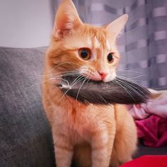 an orange cat holding a fake mustache in its mouth