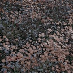 a field full of wildflowers in the middle of winter