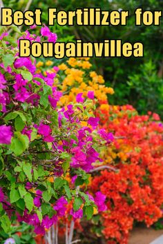 the words best fertilizer for bougainvilleea in front of colorful flowers