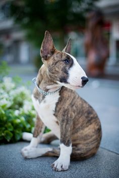 a brown and white dog sitting on the ground next to some flowers in front of a building