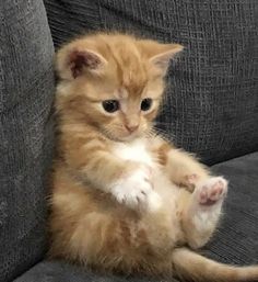 an orange kitten sitting on top of a gray couch