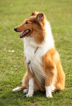 a brown and white dog sitting on top of a lush green field