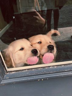 two puppies sticking their tongues out through a glass window with its tongue hanging out