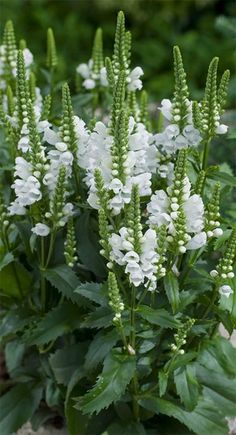 some white flowers are growing in the dirt