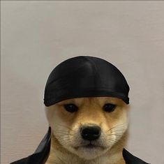 a small dog wearing a black hat and leather jacket on top of it's head