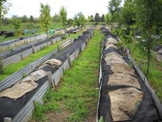 several rows of beds in the middle of an open field with trees and other plants