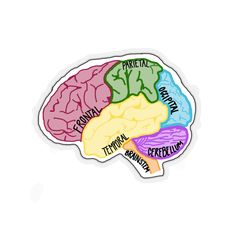 a sticker depicting the functions of the human brain, with different sections labeled in various colors