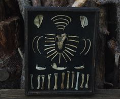 there are many bones in this shadow box on the tree stumps that have been carved into them