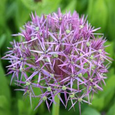 a close up of a purple flower with green leaves in the background