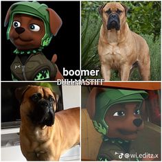 four different pictures of dogs in costumes and words that say boomer, bullmastiff