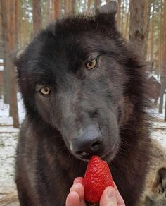 a person feeding a strawberry to a black dog in the snow with trees behind them