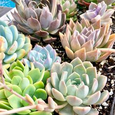 there are many different types of succulents in the planter