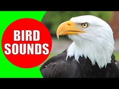 an eagle with the words bird sounds on it's face and in front of a green background