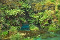 a river running through a lush green forest filled with lots of trees and plants on top of