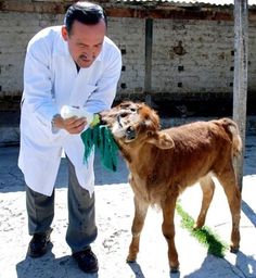 a man in white coat feeding a baby cow