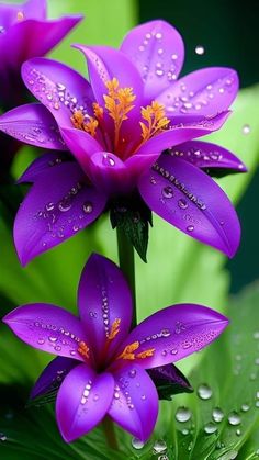 three purple flowers with water droplets on them