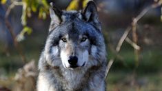 a gray wolf standing in the grass looking at something with an intense look on it's face