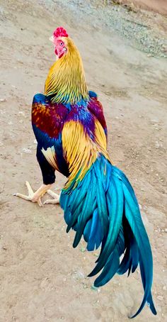 a colorful rooster standing on its hind legs