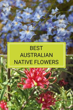 blue and red flowers with the words best australian native flowers in green overlays