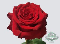 a single red rose with green leaves