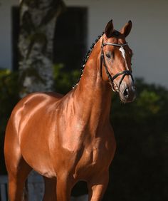 a brown horse standing on top of a lush green field