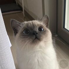 a white cat with blue eyes looking up at the camera while standing in front of a window