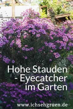 the words hohe stauden - eyecatcher im garten in front of purple flowers