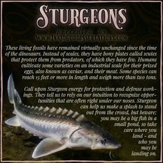 A large sturgeon swims in the bottom left of the image. The fish is countershaded in grey and pink tones. The image showcases the fish's scotes. The text outlines some trivia about sturgeons, their symbolism, and ways you can use their energy in your magickal practice. Presented by Inked Goddess Creations. Living Fossil, Mini Altar, Spiritual Path, Moon Glow