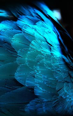 a blue and black bird with feathers on it's back side, close up