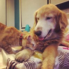 two dogs and a cat are laying on a bed with their heads touching each other