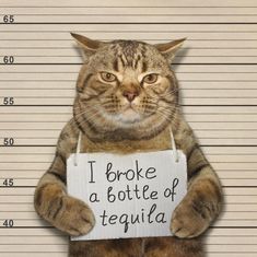 a cat is holding a sign that says i broke a bottle of tequila in front of him