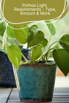 a potted plant sitting on top of a wooden table