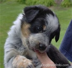 a dog that is sitting on someone's lap and holding it in his hand